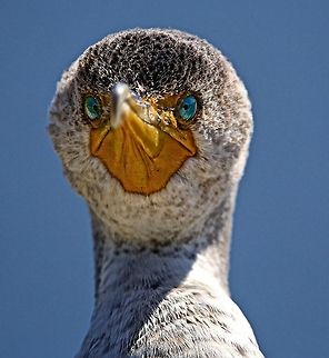 Portrait of a baby double-crested cormorant I went for a unique POV and lighting for this close-up of this young cormorant Double-crested Cormorant,Phalacrocorax auritus,birds,cormorant,double-crested cormorant,fishing birds,shore birds,swimming birds,water birds,young cormorant
