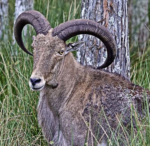 Barbary sheep eye contact A Barbary sheep peering out from the woods Ammotragus lervia,Barbary sheep,african animals,barbary sheep,horned animals,large mammals,mammals,sheep