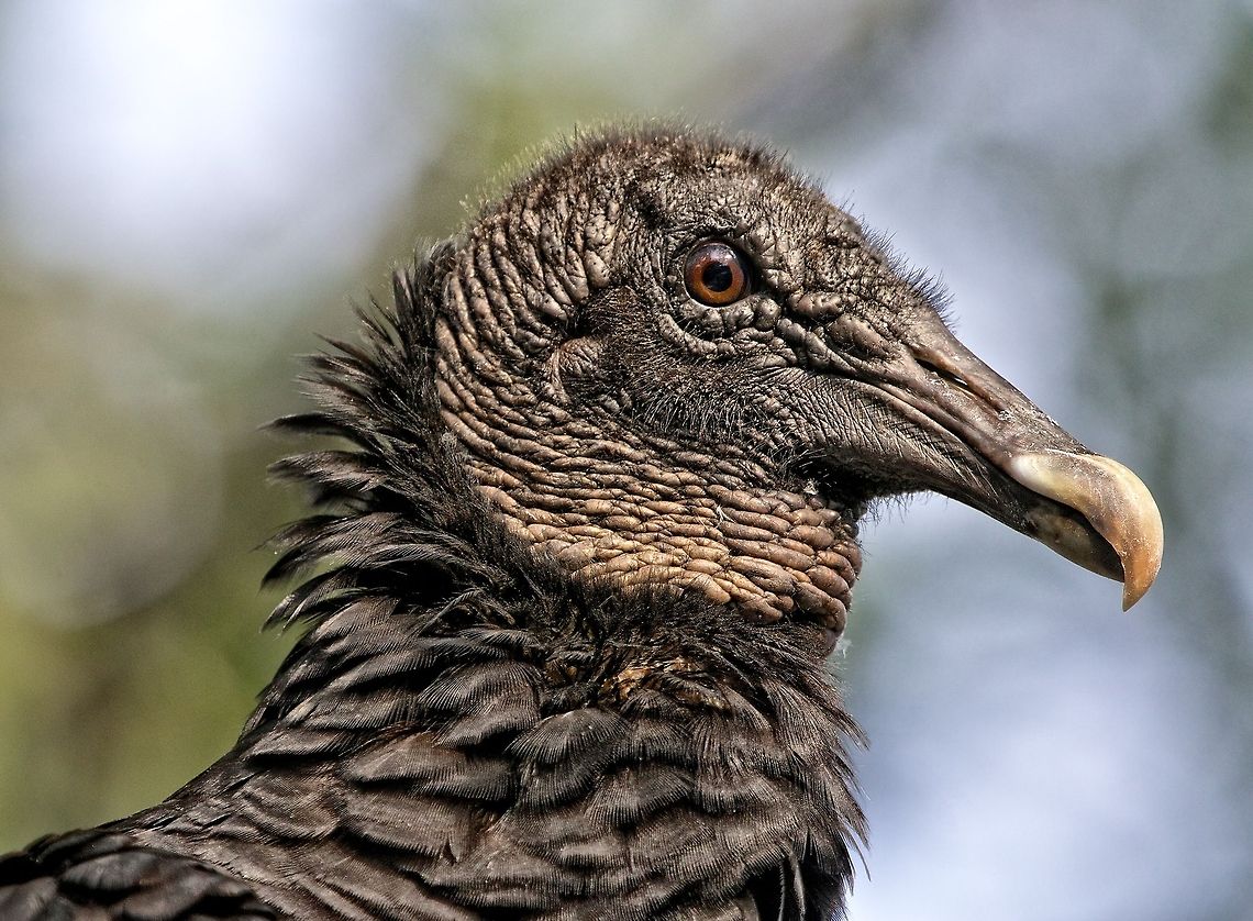Portrait of a juvenile black vulture I thought that this vulture was a rather handsome chap! Black Vulture,Coragyps atratus,birds,birds of prey,black vulture,juvenile black vulture,raptors,vulture