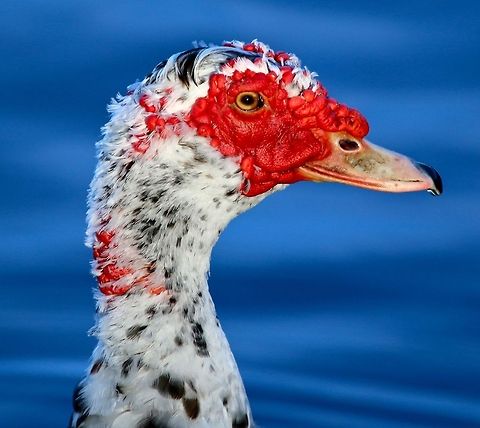 Portrait of a muscovy duck Some think this species to be ugly - I think all creatures in nature are beautiful! Cairina moschata,Muscovy duck,birds,duck,male muscovy duck,muscovy duck,swimming birds,water birds
