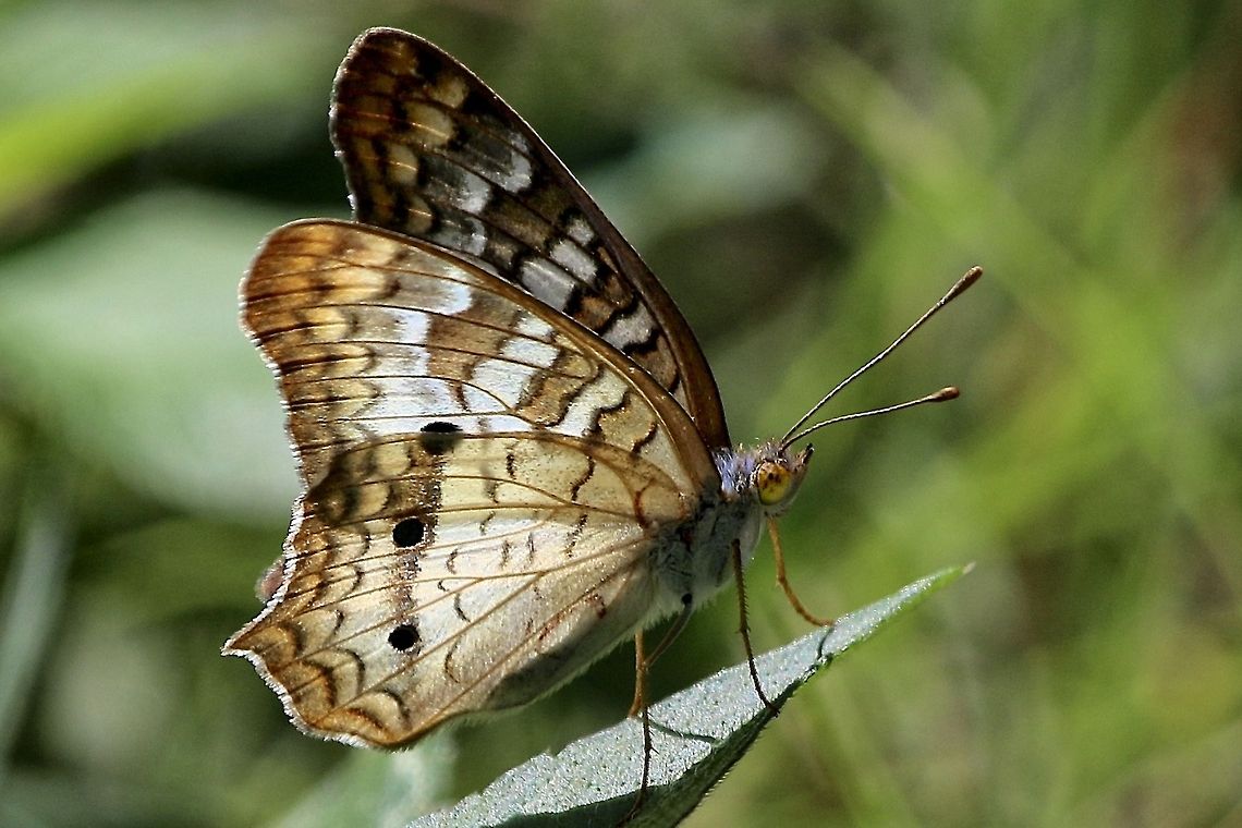 Butterfly at 400mm I was amazed that this handheld shot at 400mm of a moving butterfly and then highly cropped, came out so clear.  Nothing like good glass! Anartia jatrophae,White Peacock,butterfly,flying insects,insects