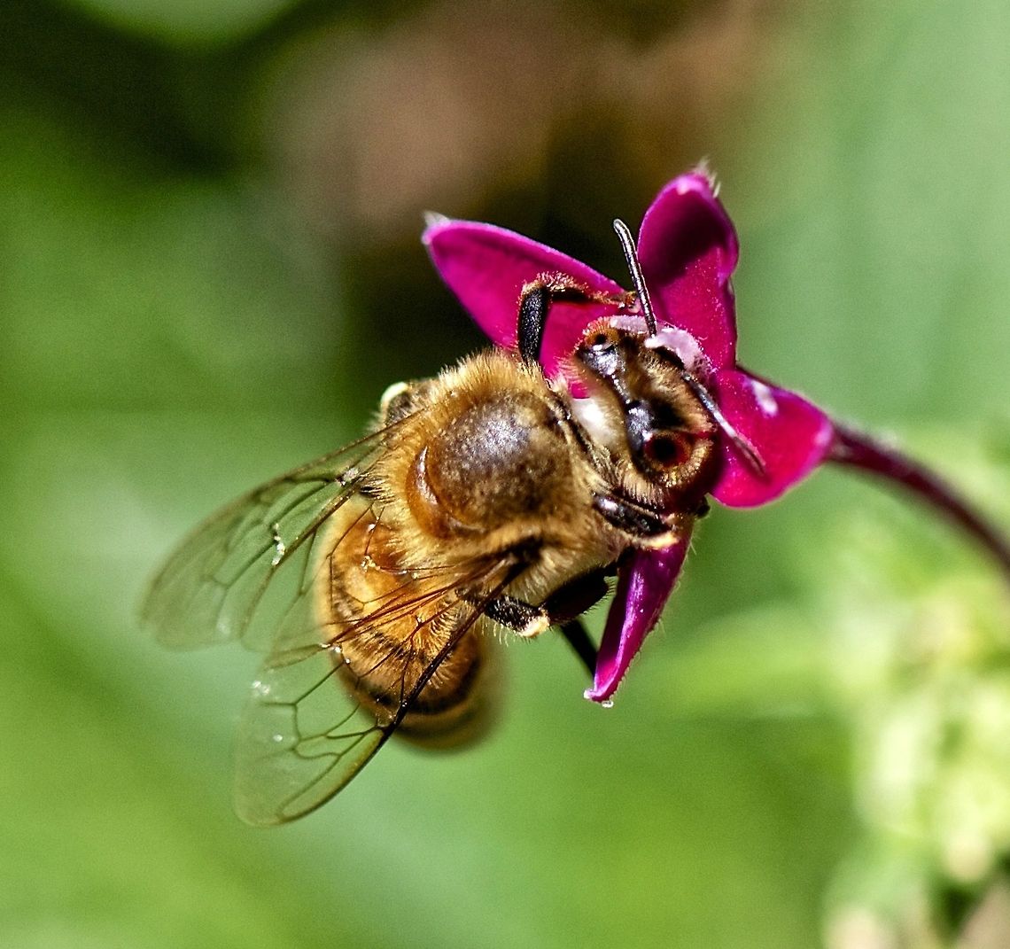 Front yard bee A bee doing what bees do - this one in my front yard Apis mellifera,Western honey bee,bee,bumblebee,flying insects,insects,stinging insects