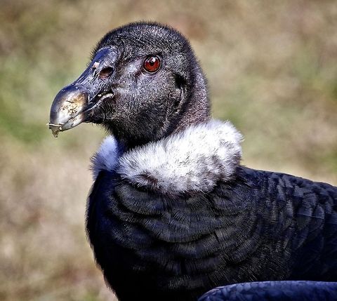 Andean Condor This guy was rescued an an egg 13 years ago and travels around the country to various raptor events.  He has a spectacular 10 foot wing span and he follows his master around with his amazing wings spread.  I had the privilege of spending some time with this amazing bird earlier in the year. Andean Condor,Vultur gryphus,birds,birds of prey,endangered birds,large birds,raptors