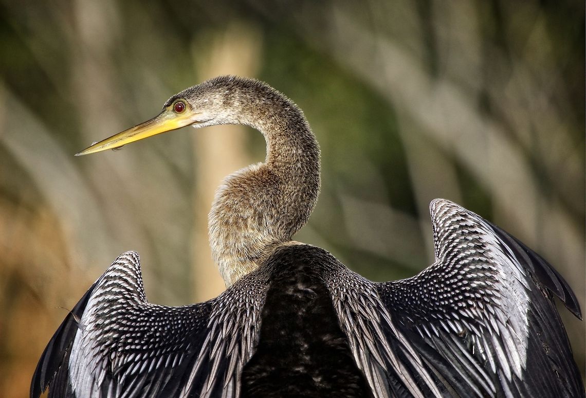 Female anhinga I love anhingas and the females are particularly beautiful with the coloration of their neck/chest area Anhinga,Anhinga anhinga,anhinga,birds,female anhinga,fishing birds,snake bird,swimming birds,water turkey