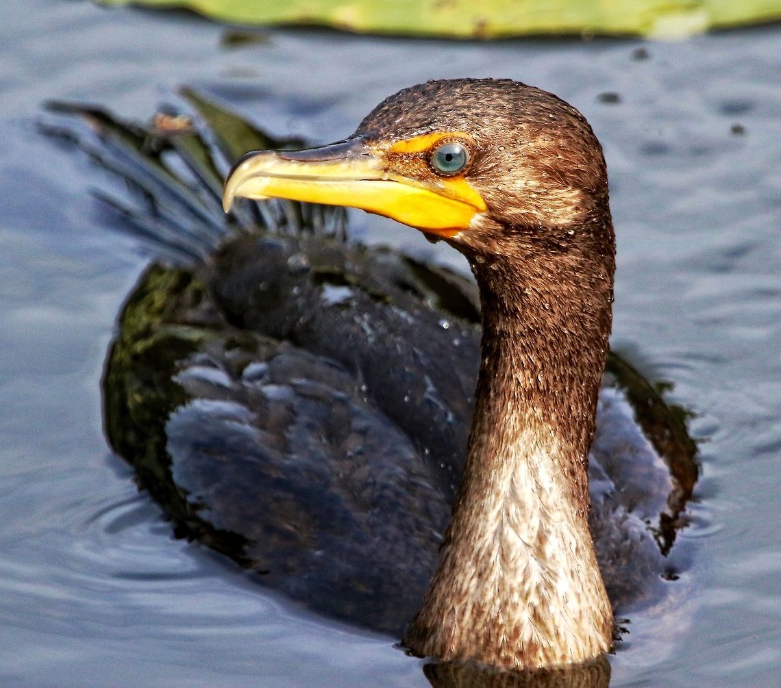 IMG_7046  Double-crested Cormorant,Phalacrocorax auritus