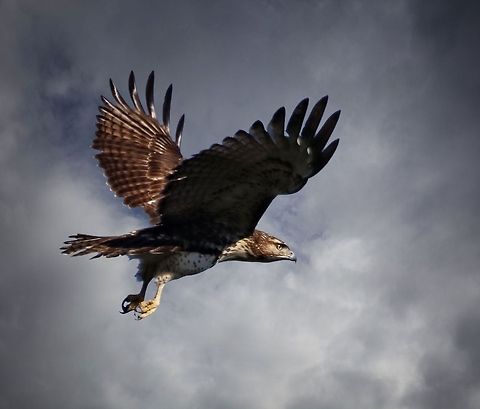 Young red-tailed hawk in flight A juvenile red-tailed hawk flying by Buteo jamaicensis,Red-tailed Hawk,birds,birds of prey,hawk,raptors,red-tailed hawk