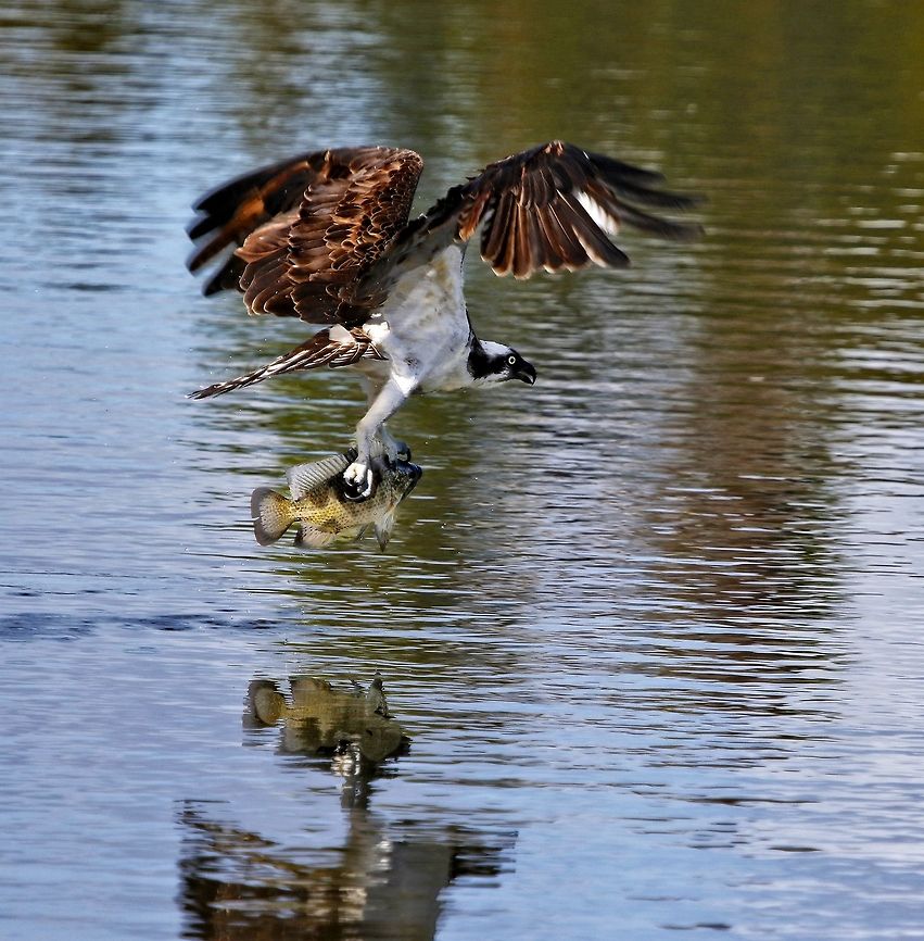 Osprey with lunch Unfortunately, I missed the money shot as this osprey dove down right by me to get this fish.  I was watching with my mouth open rather than my camera firing, but grabbed at least this shot as he departed with his prey Osprey,Pandion haliaetus,birds of prey,osprey,osprey in flight,osprey with fish,raptor,sea eagle