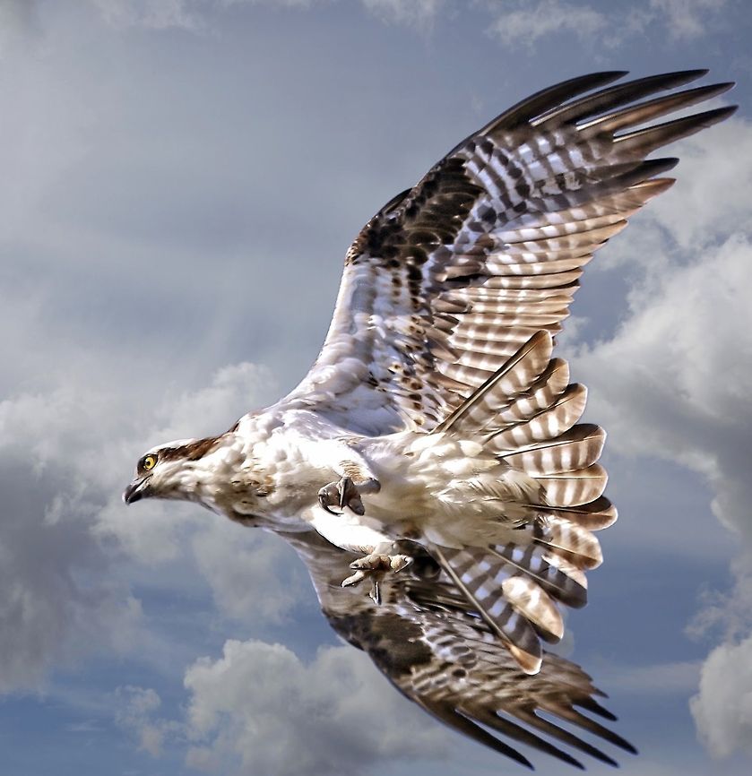 Overhead osprey flying by An osprey overhead Osprey,Pandion haliaetus,birds,birds of prey,fishing birds,osprey,raptors,sea eagle
