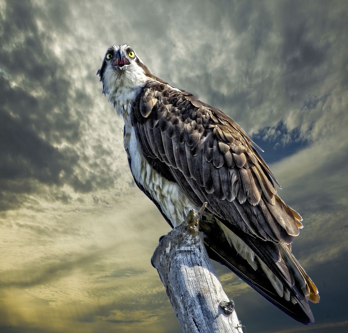 Osprey on a dead tree An osprey perched at the top of a dead tree Osprey,Pandion haliaetus,birds,birds of prey,fishing birds,osprey,raptors,sea eagle