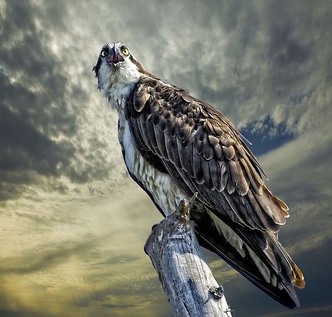 Osprey on a dead tree An osprey perched at the top of a dead tree Osprey,Pandion haliaetus,birds,birds of prey,fishing birds,osprey,raptors,sea eagle