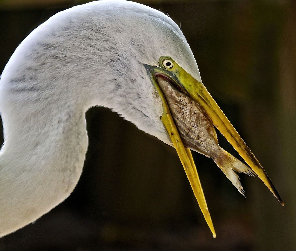 Down the hatch A great egret swallowing his breakfast of sushi Ardea alba,Great egret,birds,egret,egret with fish,fishing birds,great egret,shore birds,wading birds