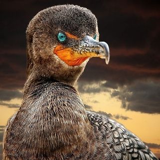 Portrait of a cormorant I love photographing these guys who fish in great numbers close to my house Double-crested Cormorant,Phalacrocorax auritus,birds,cormorant,double-crested cormorant,fishing birds,shore birds,swimming birds,water birds