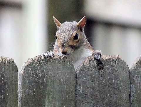 Curious squirrel This guy seemed fascinated with watching my back yard activities Eastern gray squirrel,Sciurus carolinensis,mammals,rodent,squirrel,tree dwellers