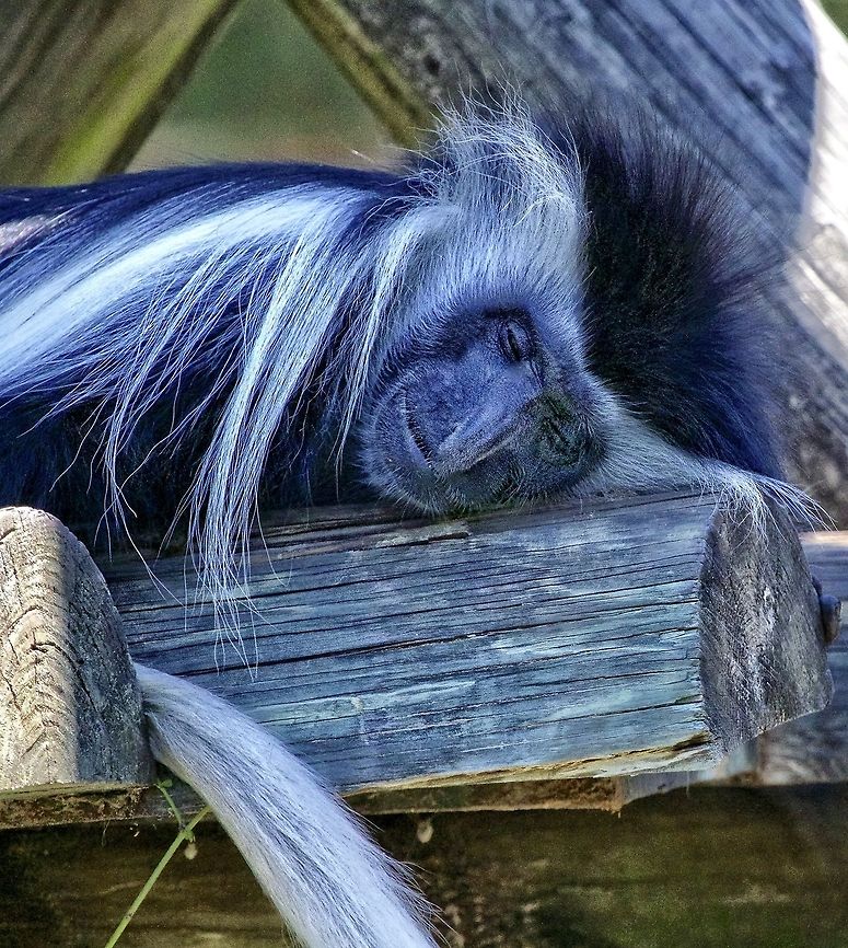 Beautiful dreamer A Black-and-white colobus monkey Angola colobus,Black-and-white colobus monkey,Colobus angolensis,asian animals,mammals,monkey,zoo