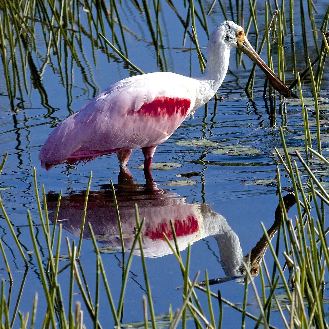 Roseate Spoonbill fishing A beautiful roseate spoonbill reflected off the water Platalea ajaja,Roseate Spoonbill,birds,fishing birds,roseate spoonbill,shore birds,spoonbill,wading birds