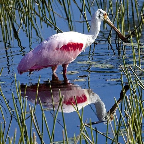 Roseate Spoonbill fishing A beautiful roseate spoonbill reflected off the water Platalea ajaja,Roseate Spoonbill,birds,fishing birds,roseate spoonbill,shore birds,spoonbill,wading birds