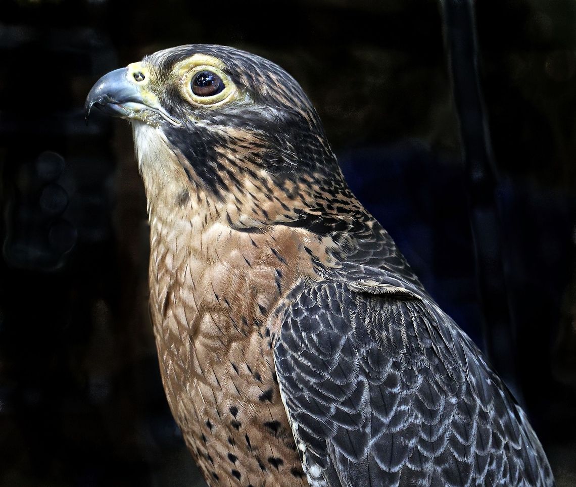 Peregrine Falcon close-up A beautiful peregrine falcon that is trained in falconry Falco peregrinus,Peregrine Falcon,birds of prey,falcon,falconry,peregrine falcon,raptors