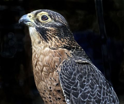 Peregrine Falcon close-up A beautiful peregrine falcon that is trained in falconry Falco peregrinus,Peregrine Falcon,birds of prey,falcon,falconry,peregrine falcon,raptors