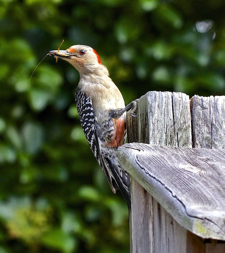 Red-bellied woodpecker with a grasshopper Returning to the bird house to feed his progeny Melanerpes carolinus,Red-bellied Woodpecker,birds,domestic birds,red-bellied woodpecker,small birds,woodpecker