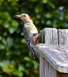Red-bellied woodpecker with a grasshopper Returning to the bird house to feed his progeny Melanerpes carolinus,Red-bellied Woodpecker,birds,domestic birds,red-bellied woodpecker,small birds,woodpecker