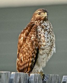 Red-shouldered Hawk (juvenile) I encountered this young hawk standing on a neighbor's fence while out walking my dog Buteo lineatus,Red-shouldered Hawk,birds,birds of prey,hawk,juvenile hawk,raptors,red-shouldered hawk