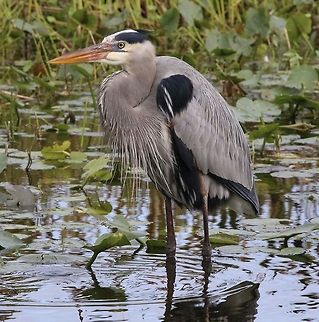 Great blue heron fishing in the morning A great blue heron looking for breakfast Ardea herodias,Great Blue Heron,birds,blue heron,fishing birds,great blue heron,heron,shore birds,wading birds
