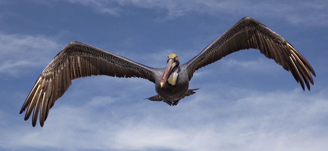 Eye contact with an in-flight pelican I love making eye contact with flying birds! Brown Pelican,Pelecanus occidentalis,brown pelican,fishing birds,pelican,shore birds,swimming birds,water birds