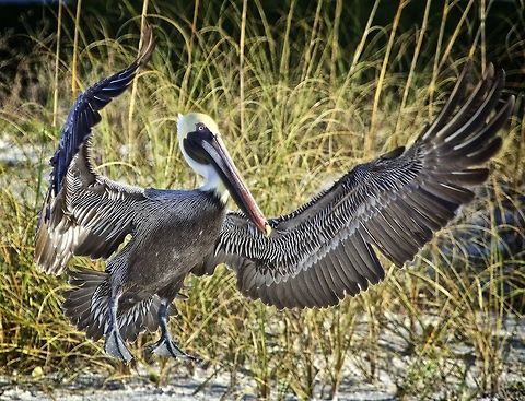 Brown Pelican wing span  Brown Pelican,Pelecanus occidentalis