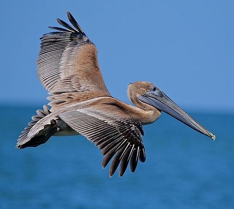 Close-up of a juvenile brown pelican in flight This young bird flew by on the beach on the Gulf of Mexico in Florida Brown Pelican,Pelecanus occidentalis,brown pelican,fishing birds,pelican,shore birds,swimming birds,water birds