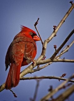 Cardinal with attitude This male cardinal that I photographed a few days ago seems to exude some serious attitude!  Seminole, Florida USA Argynnis pandora,Cardinal,Cardinalis cardinalis,Northern Cardinal,birds,cardinal,male cardinal,small birds