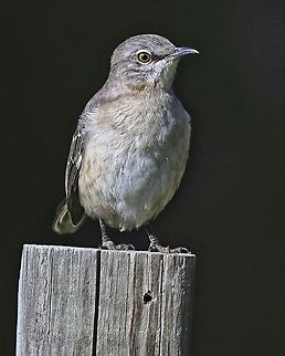 Listen to the mocking bird A mocking bird posing very nicely for me Mimus polyglottos,Northern Mockingbird,birds,mocking bird,noisy birds,small birds