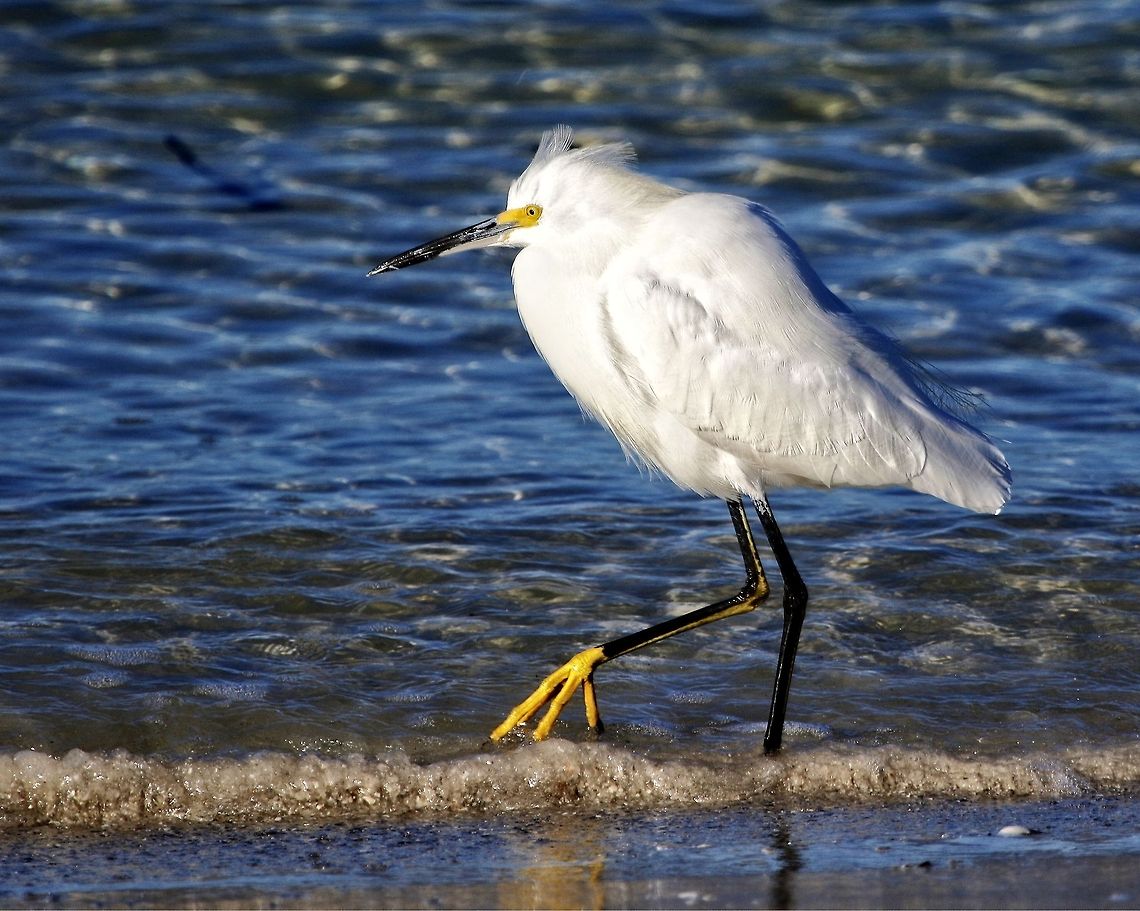 Snowy egret strolling in the surf A snowy egret on the Gulf of Mexico Egretta thula,Snowy Egret,egret,shore birds,snowy egret,wading birds,water birds