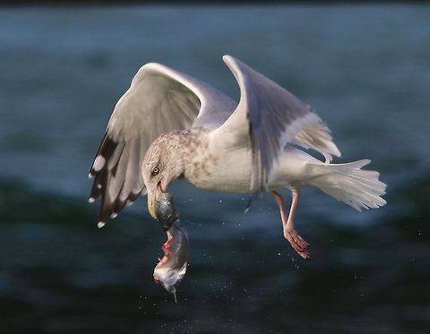 Gull enjoying an inflight breakfast A gull inflight with its prey European Herring Gull,Larus argentatus,birds,fish eating birds,gull,seagull,shore birds,water birds