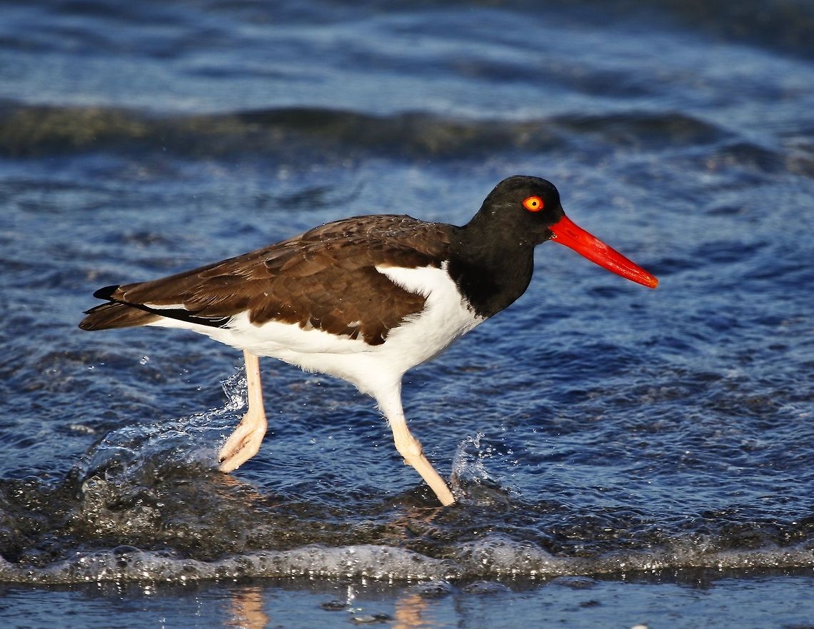 Oystercatcher strolling in the surf A colorful oystercatcher on the Gulf of Mexico American Oystercatcher,Haematopus palliatus,birds,oystercatcher,shore birds,wading birds,water birds