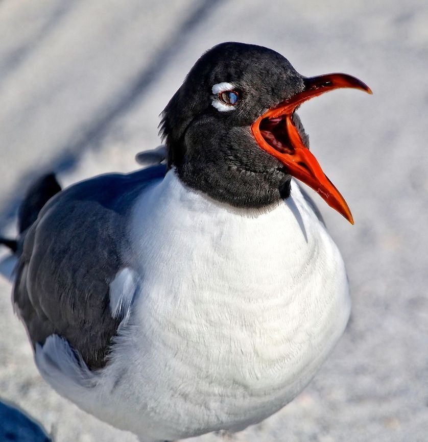 Laughing Gull A laughing gull apparently laughing!  :) Laughing gull,Leucophaeus atricilla,birds,gull,laughing gull,seabirds,shore birds,wading birds
