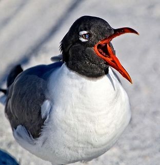 Laughing Gull A laughing gull apparently laughing!  :) Laughing gull,Leucophaeus atricilla,birds,gull,laughing gull,seabirds,shore birds,wading birds