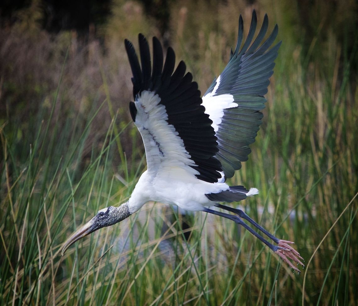 Wood stork preparing to land A beautiful wood stork coming in for a landing Mycteria americana,Wood Stork,birds,endangered birds,shore birds,stork,threatened species,wading birds,water birds,wood stork