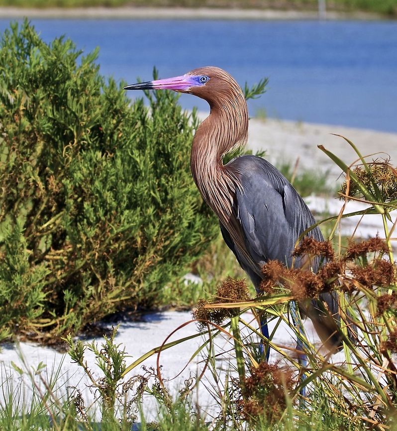 Reddish egret Fresh from fishing in a lagoon off the Gulf of Mexico, St. Petersburg, FL Egretta rufescens,Reddish Egret,birds,colorful birds,egret,fishing birds,reddish egret,shore birds,wading birds,water birds