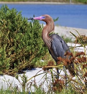 Reddish egret Fresh from fishing in a lagoon off the Gulf of Mexico, St. Petersburg, FL Egretta rufescens,Reddish Egret,birds,colorful birds,egret,fishing birds,reddish egret,shore birds,wading birds,water birds
