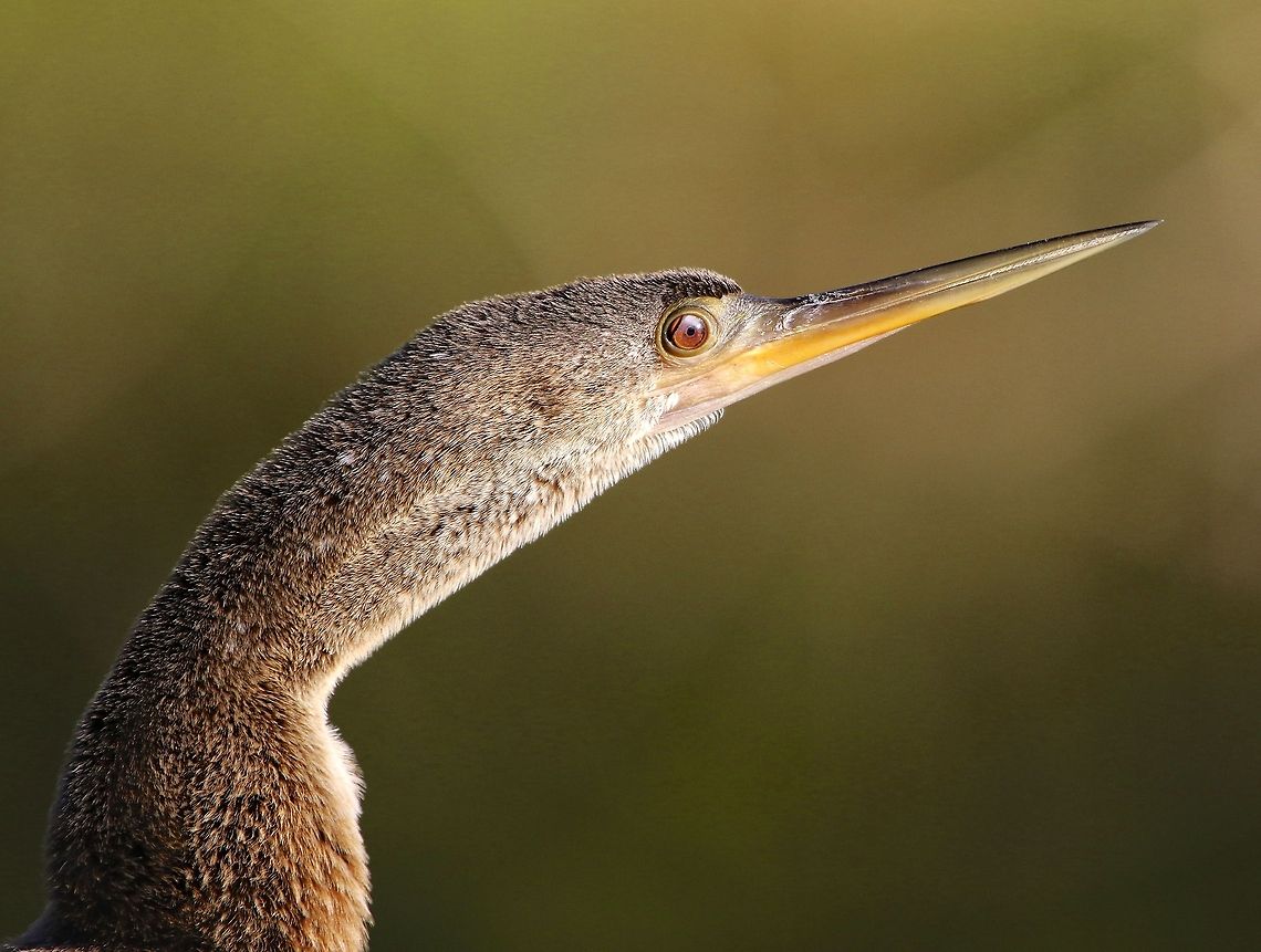 Portrait of a female anhinga A beautiful female anhinga, Seminole, FL, USA Anhinga,Anhinga anhinga,anhinga,female anhinga,fish eating birds,fishing birds,snake bird,swimming birds,water birds,water turkey