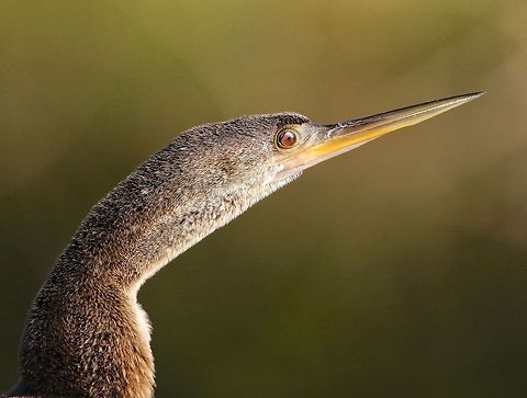 Portrait of a female anhinga A beautiful female anhinga, Seminole, FL, USA Anhinga,Anhinga anhinga,anhinga,female anhinga,fish eating birds,fishing birds,snake bird,swimming birds,water birds,water turkey