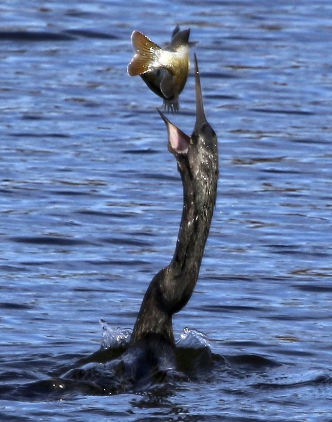 Male anhinga about to enjoy breakfast After spearing the fish, they throw it up the air and swallow it Anhinga,Anhinga anhinga,anhinga,birds,fish eating birds,snake bird,swimming birds,water birds,water turkey