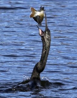Male anhinga about to enjoy breakfast After spearing the fish, they throw it up the air and swallow it Anhinga,Anhinga anhinga,anhinga,birds,fish eating birds,snake bird,swimming birds,water birds,water turkey