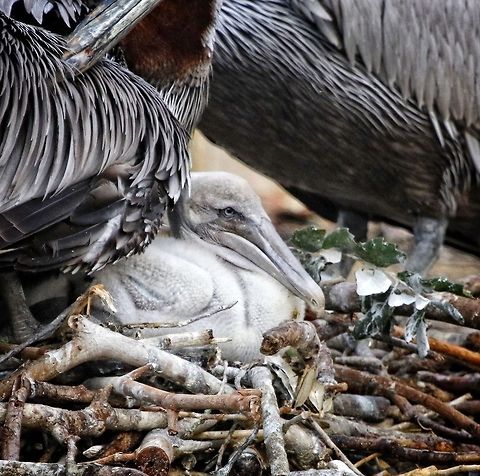 Baby brown pelican in the nest with mother close by Always a thrill to find a pelican nest.  I love goofy, friendly pelicans!  Redingote Shores Beach, FL Brown pelican,Pelecanus occidentalis,birds,fish eating birds,nesting birds,pelican,pelican baby,pelican nest,swimming birds,water birds