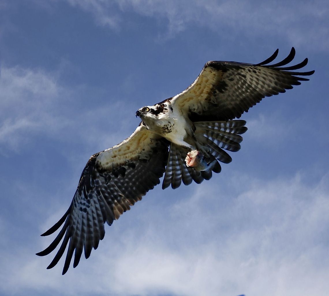 Osprey in flight with breakfast Osprey with a fish - St. Petersburg, FL Osprey,Pandion haliaetus,birds of prey,fishing birds,flying osprey,osprey,osprey in flight,osprey with fish,raptors,sea hawk