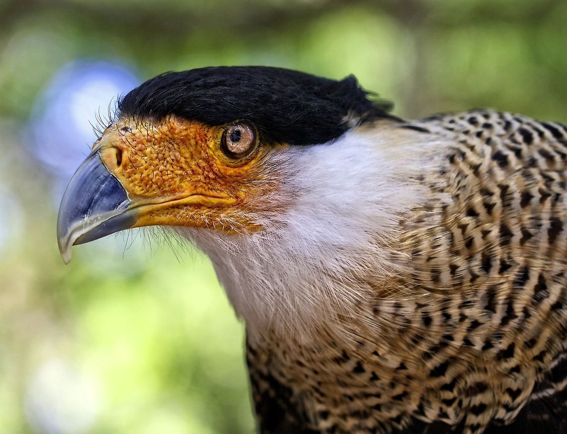 Portrait of a Caracara bird A beautiful caracara in St. Petersburg, FL Caracara cheriway,Northern Caracara,birds,birds of prey,caracara,colorful raptors,raptors