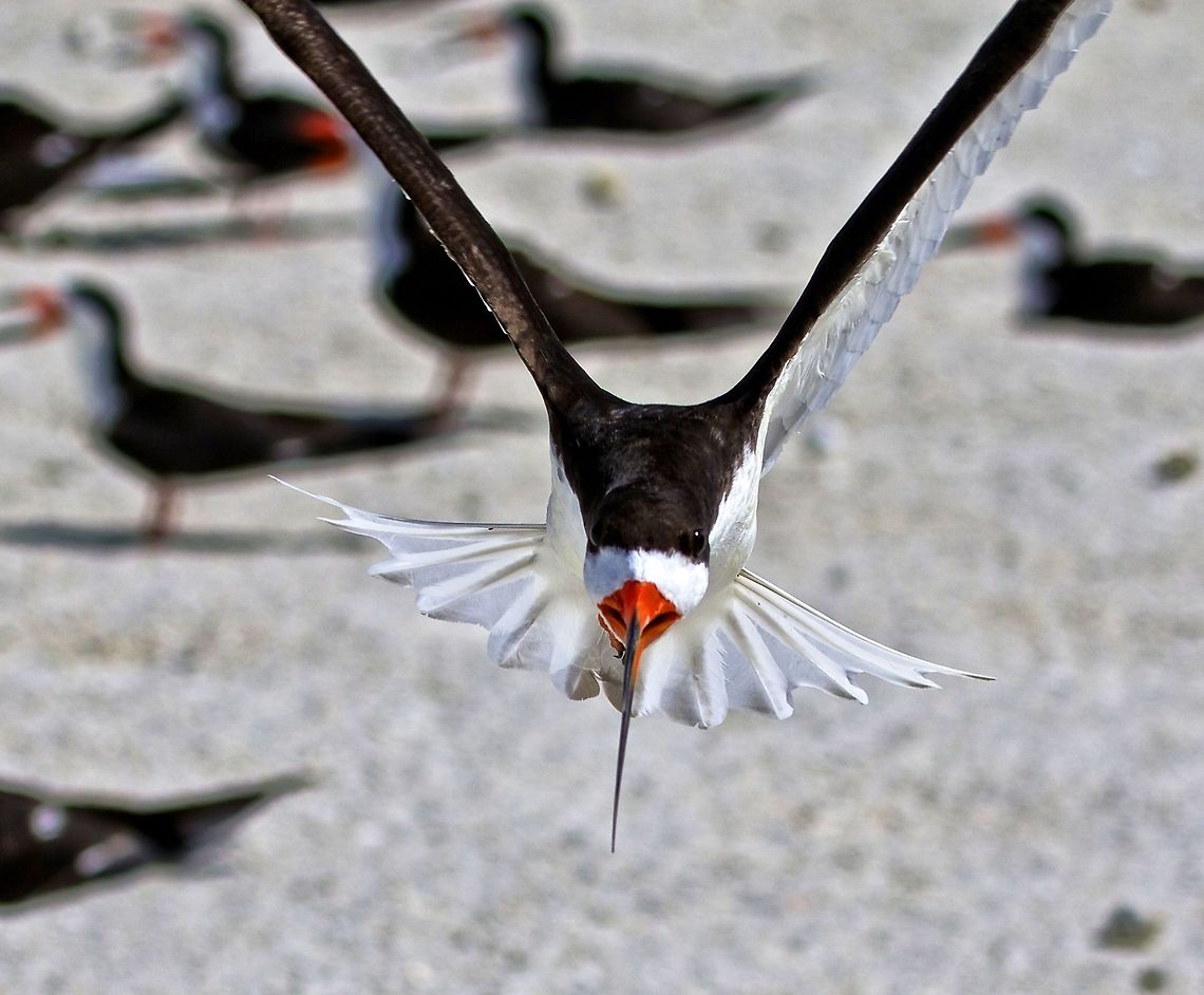 Black skimmer attack! This black skimmer thought I was too close to his nest so he kept buzzing me.  Madeira Beach, FL Black Skimmer,Rynchops niger,birds,black skimmer,fish eating birds,shore birds,skimmer,water birds