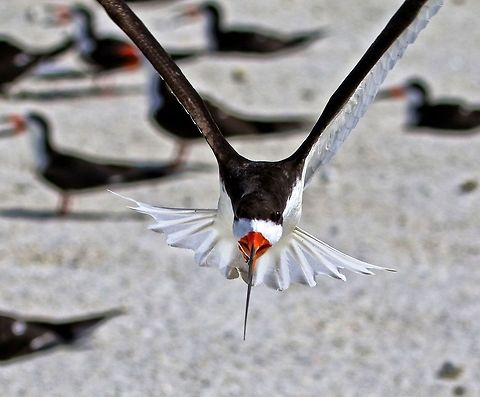Black skimmer attack! This black skimmer thought I was too close to his nest so he kept buzzing me.  Madeira Beach, FL Black Skimmer,Rynchops niger,birds,black skimmer,fish eating birds,shore birds,skimmer,water birds