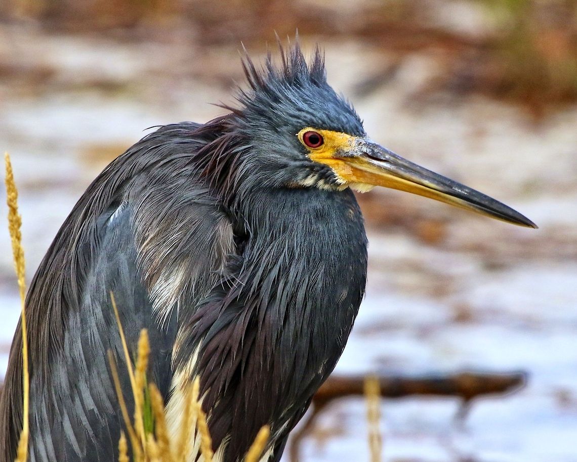 Tricolored heron in breeding plumage close-up St. Petersburg, FL Egretta tricolor,Tricolored Heron,birds,fishing birds,heron,shore birds,tricolored heron,wading birds