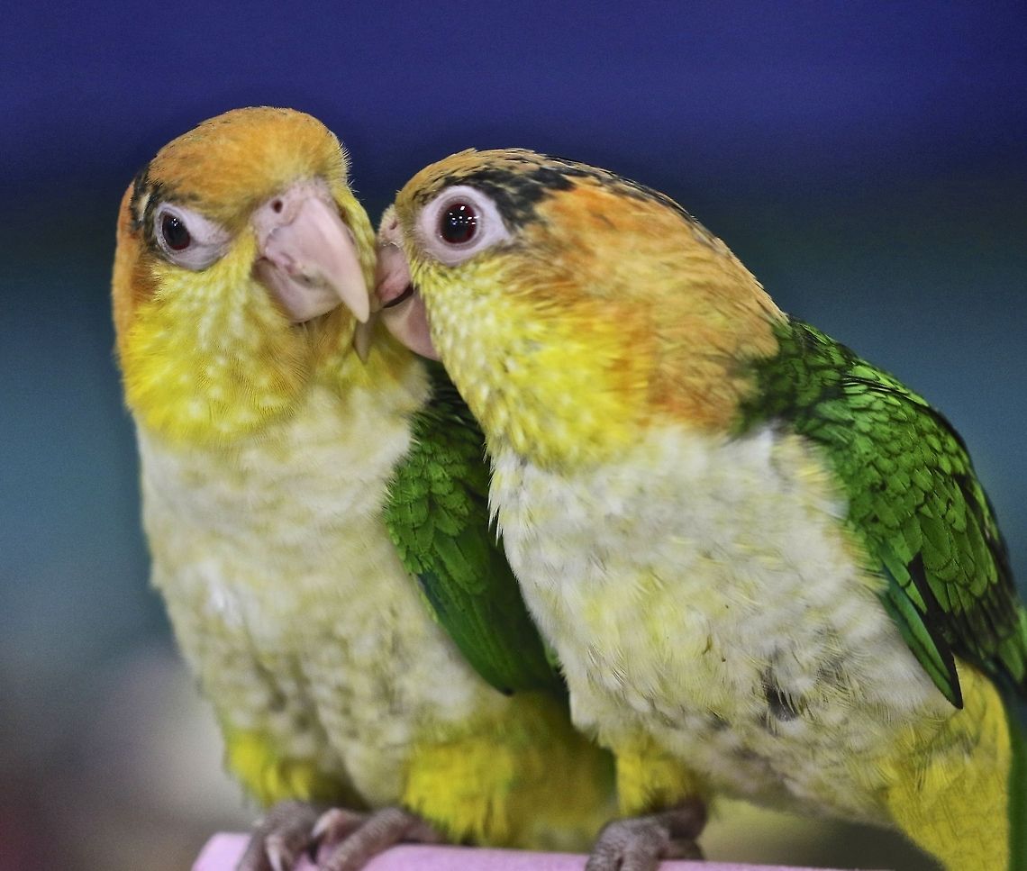 A pair of young White-bellied Caique birds Few week old youngsters South American birds,birds,exotic birds,parrots,white-bellied Caique,young birds
